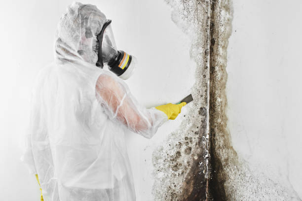 Best Attic Mold Removal  in Westville, NJ