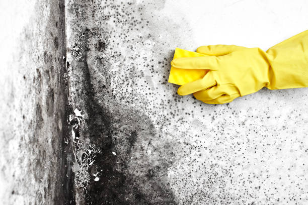 Trusted Westville, NJ Mold Removal Experts