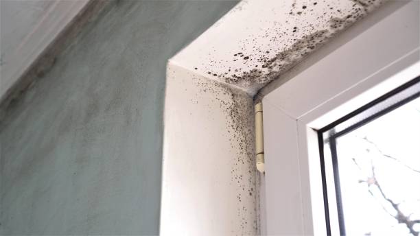 Best Mold Remediation Experts  in Westville, NJ