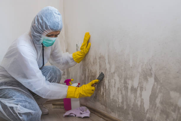 Best Attic Mold Removal  in Westville, NJ