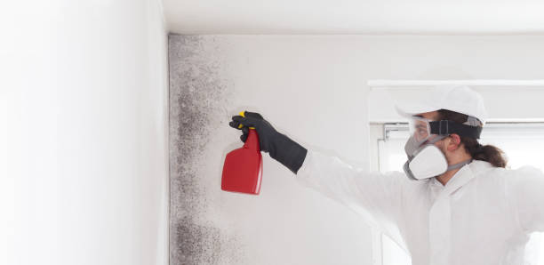 Best Best Mold Removal Companies  in Westville, NJ