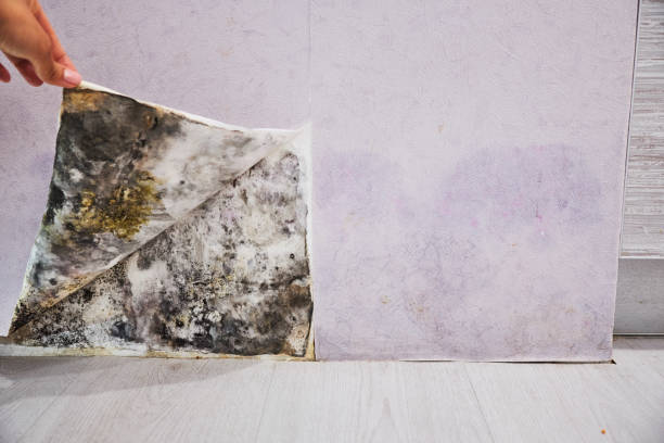 Best Mold Damage Repair  in Westville, NJ